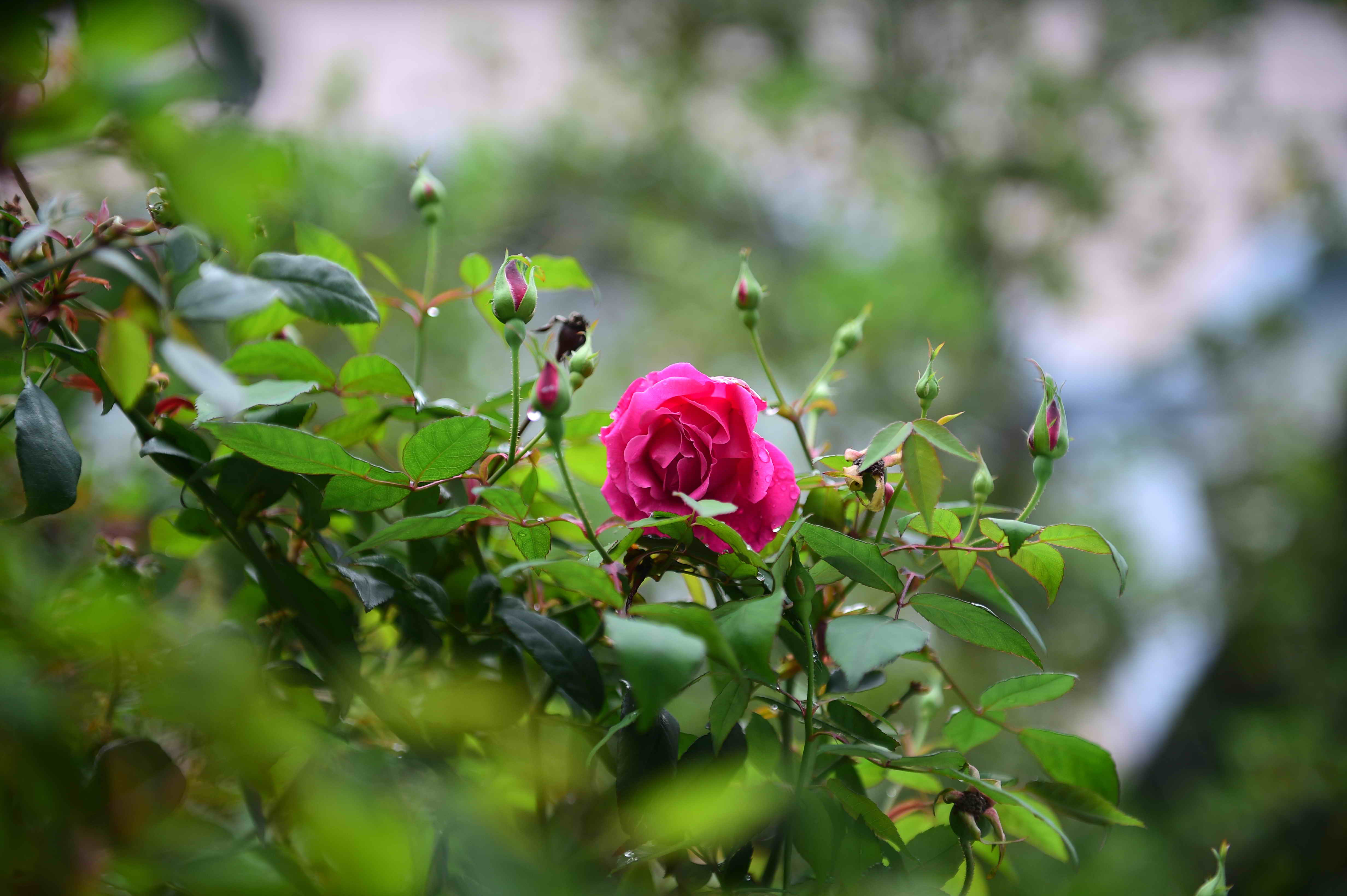 F:\X校报\2020年校报\4月\校报2020年4月四版\四版相片\探春  刘静.jpg